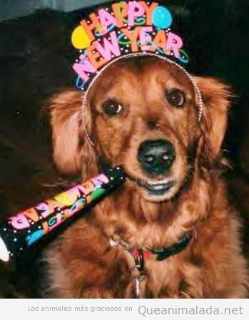 Perro con diadema de Happy New Year y matasuegras