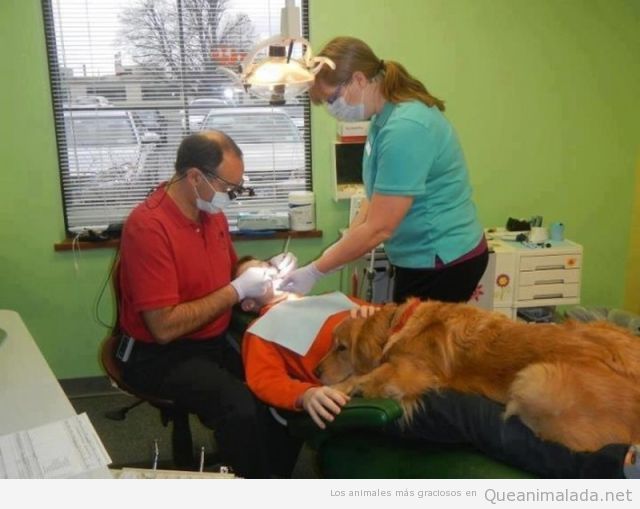 Perro acompaña al dentista a su dueño