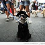 Foto graciosa de un perro con disfraz de capa