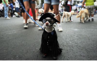 No lo intentes, nunca vas a molar más que este perro con capa