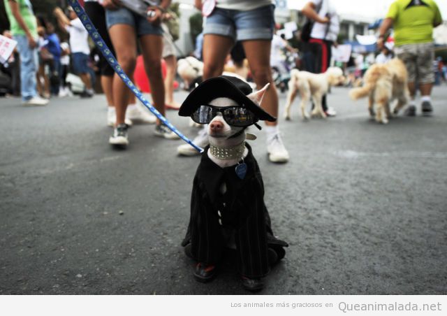 Foto graciosa de un perro con disfraz de capa
