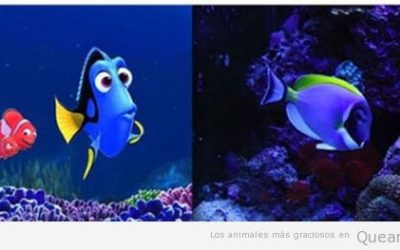 Nemo y Dory existen!