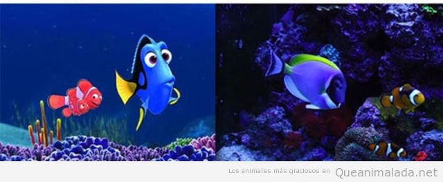 Nemo y Dory en la vida real