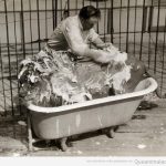 Imagen antigua curiosa de domar de leones bañando a un león en una bañera