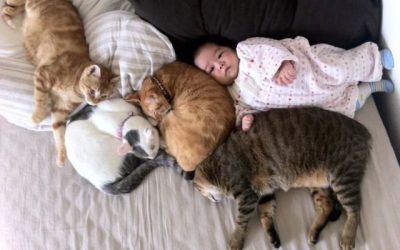 Foto tierna del día: gatos y bebé