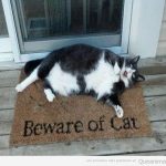 Gato gordo con un felpudo que pone Cuidado con el gato, Beware of cat