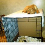 Foto graciosa de un perro durmiendo encima de la jaula
