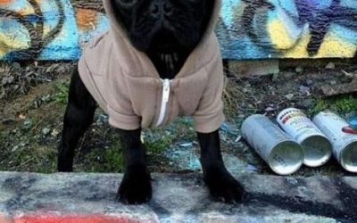 Este perro seguro que en el oeste de Philadelphia crecía y vivía…