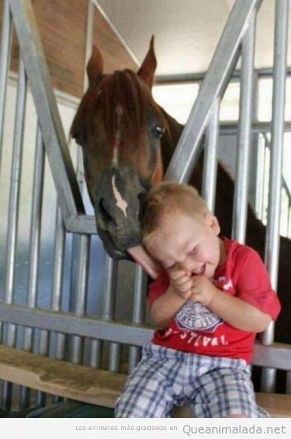 Imagen tierna de un caballo haciendo cosquillas a un niño