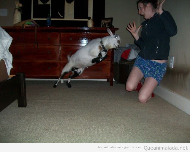 Imagen divertida de una cabra atacando a una persona