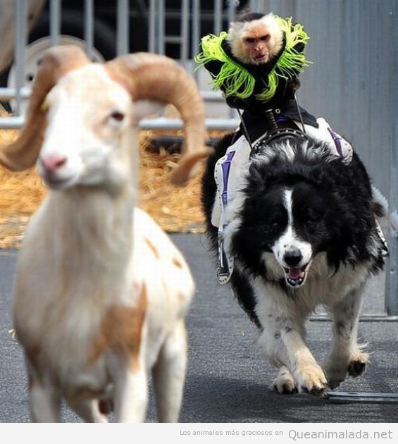 Imagen graciosa de una cabra montesa y un perro con un mono encima