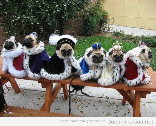 Foto divertida de un grupo de carlinos o pugs vestidos de Reyes Magos