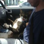 Imagen chistosa de un gato con cara de loco al volante de un coche