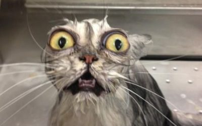 Gatos que se han intercambiado los ojos…