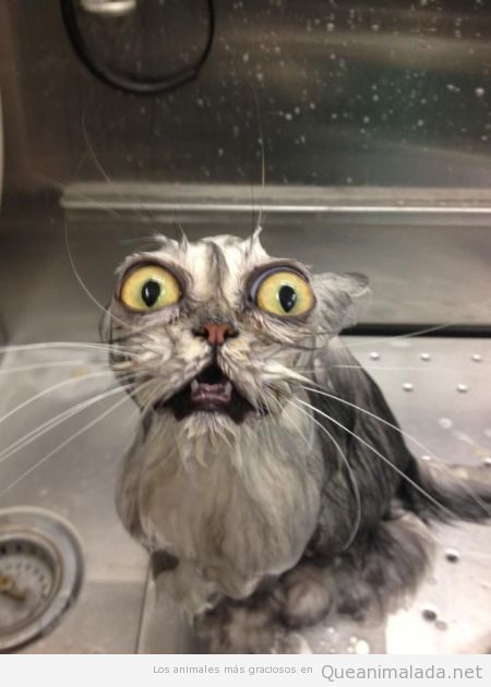 Foto divertida de un gato mojado con cara de horror