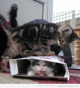 Imagen divertida de dos gatos y una caja de cereales