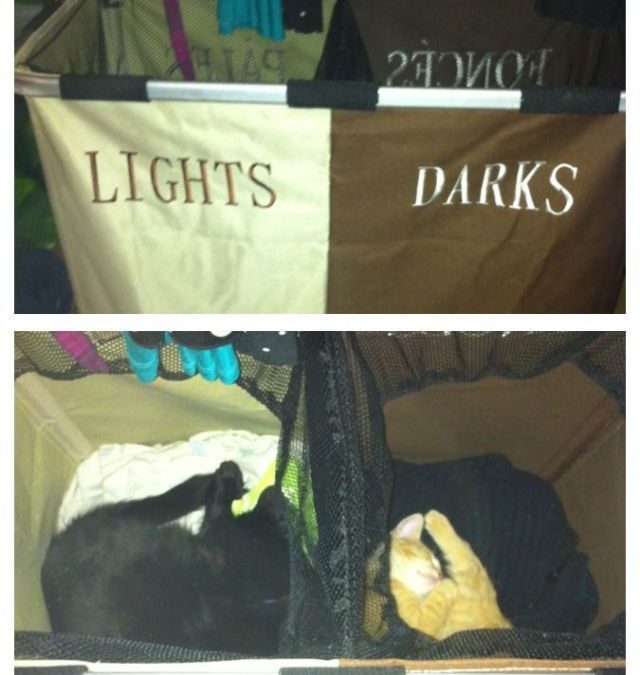 Imagen divertida de dos gatos metidos cesta ropa sucia