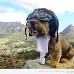 Imagen graciosa de un perro con gafas y disfraz de aviador