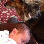 Foto divertida de perro y gato cuidando y vigilando a un bebé
