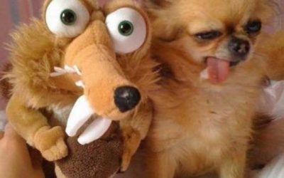 Mi perro está harto de este peluche…