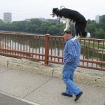 Foto divertida de un perro y un dueño paseando