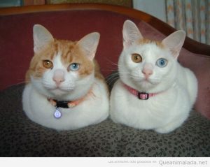 Imagen curiosa de dos gatos con ojos de cada color