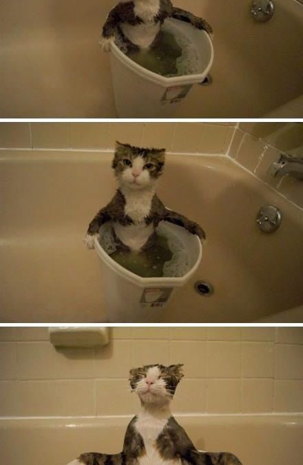 Imagen divertida de un gato bañándose