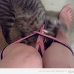 Imagen graciosa de un gato enredado en bragas cuando la dueña esta en el wC