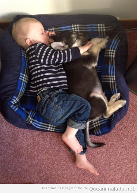 Imagen tierna y bonita de un bebé que duerme con su perro en la cama