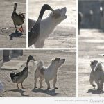 Fotos graciosa de pato y perro amigos