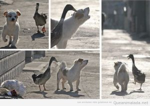 Fotos graciosa de pato y perro amigos