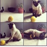 Fotos graciosas de un gato jugando con limón