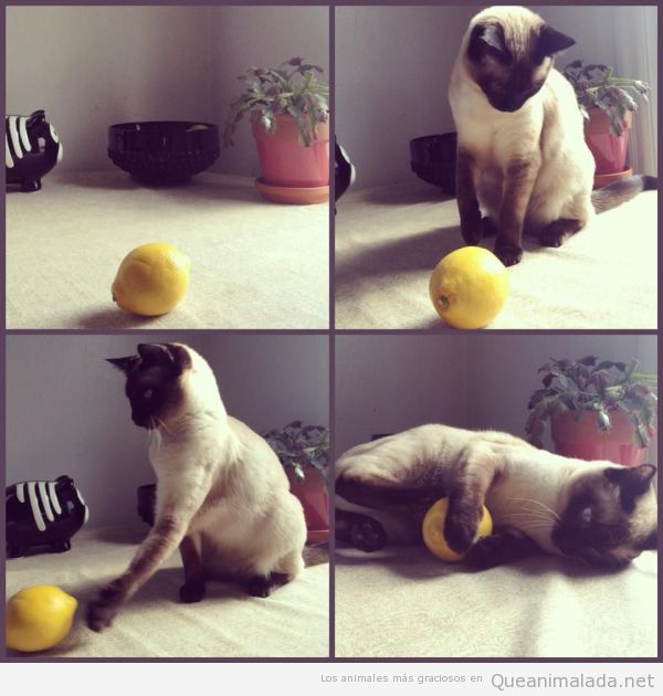 La imposible relación entre un gato y un limón
