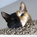 gato-curioso-mitad-cara-negra