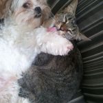 Foto graciosa de perro y gato juntos en posición amorosa