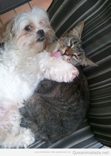 Foto graciosa de perro y gato juntos en posición amorosa