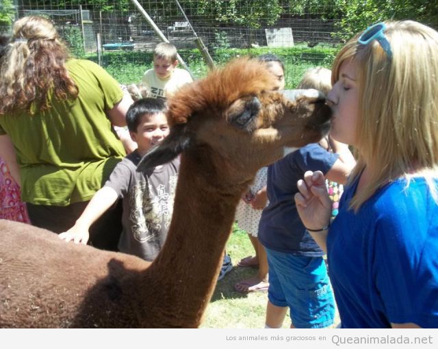 Foto bonita de una llama o alpaca dando beso mujer