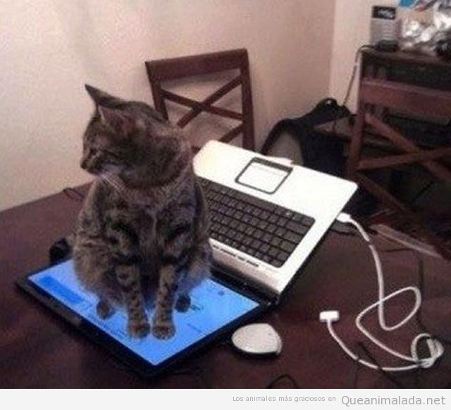 Imagen divertida de un gato sentado en la pantalla de un ordenador