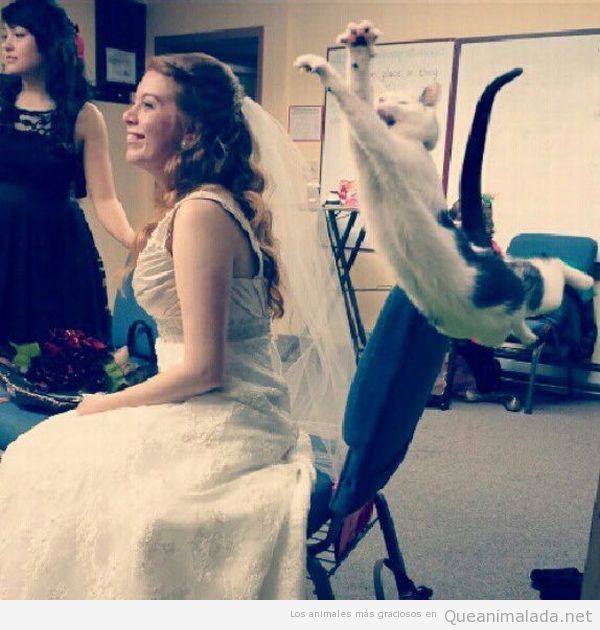 Imagen graciosa de un gato volando en una boda