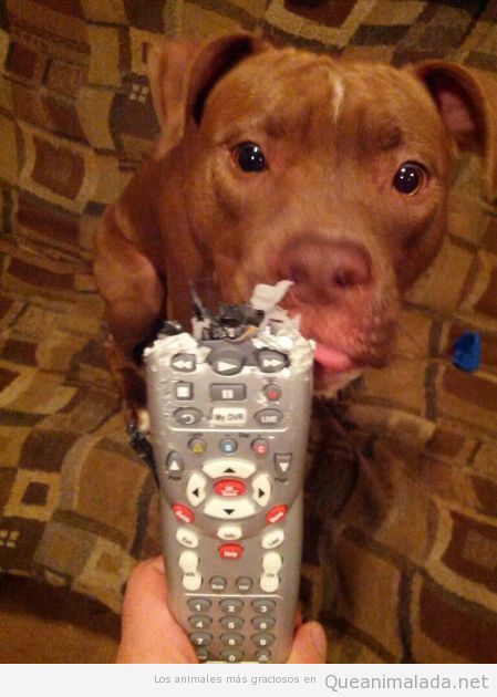 Foto graciosa de un perro comiendose el mando a distancia