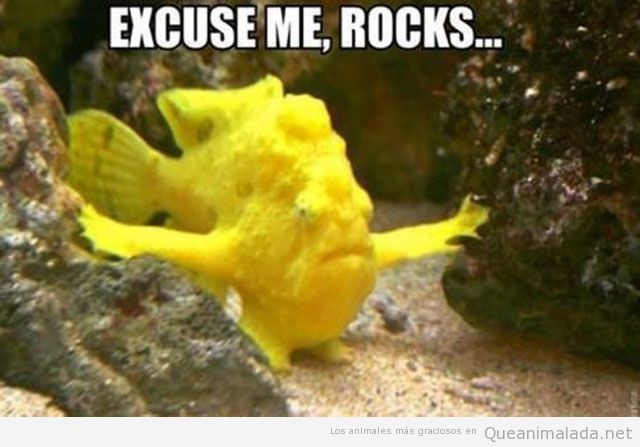 Imagen graciosa, meme de un pez amarillo entre rocas