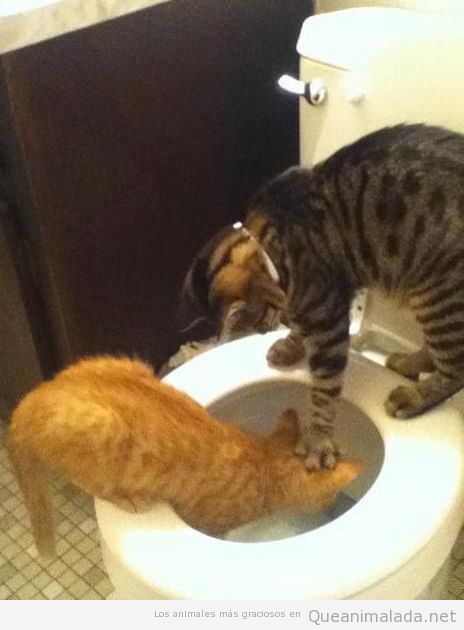Fotos graciosas gato en el WC