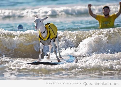 Cabra haciendo surf