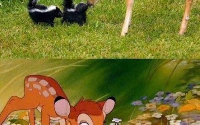 Una bonita escena de Bambi en la vida real