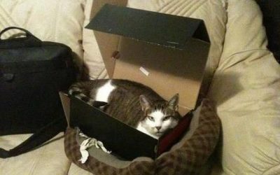 Solo hay una forma de que tu gato duerma en la cama super cara que le has comprado