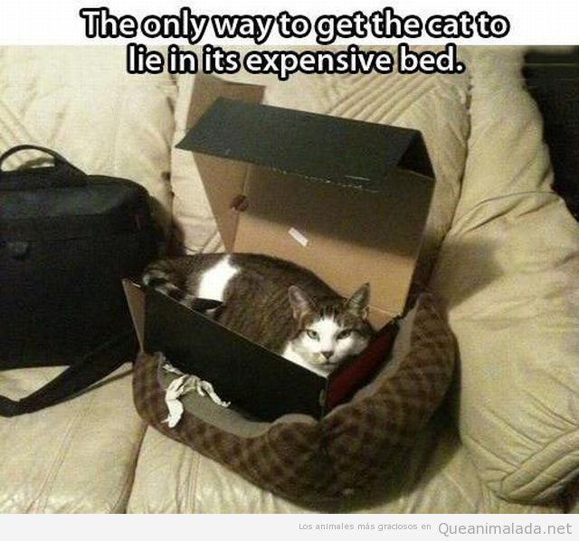 Solo hay una forma de que tu gato duerma en la cama super cara que le has comprado