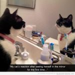 Foto graciosa de un gato que se mira por primera vez en el espejo