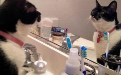 La reacción de un gato al mirarse por primera vez en un espejo