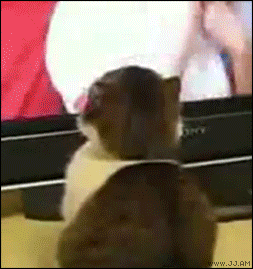 Gato viendo la tele