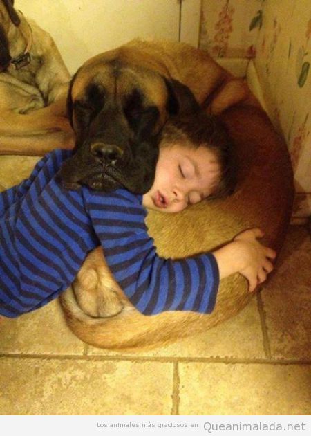 Niño durmiendo la siesta encima del perro